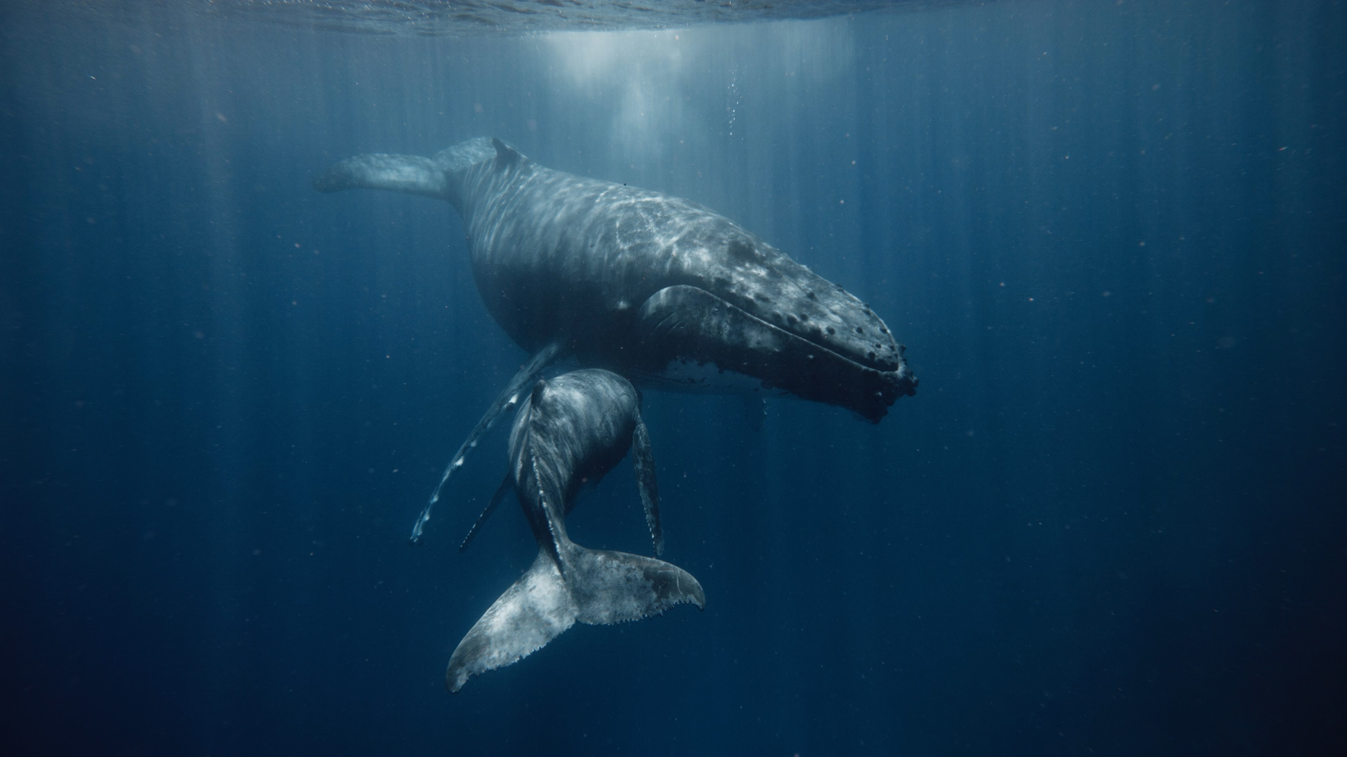 Pacific wildlife seen from the catamaran
